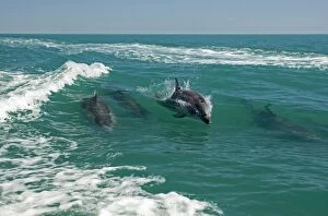 Images Dated 11th April 2010: Bottlenose Dolphins - riding a wave - Atlantic Ocean - Namibia - Africa