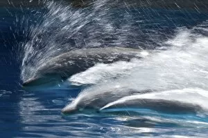 Images Dated 21st August 2008: Bottlenose Dolphins - Swimming at speed through water - dolphins can reach 65 km per hour