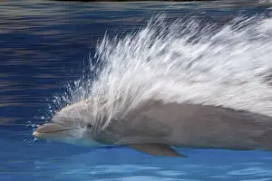 Bottlenose Prints: Bottlenose Dolphins - Swimming at speed through water - dolphins can reach 65 km per hour