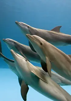 Bottlenose dolphins - swimming underwater