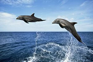 BOTTLENOSE DOLPHINS - two, leaping