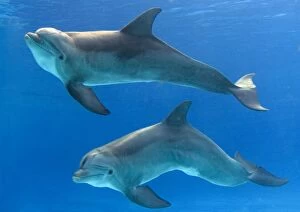 Images Dated 13th October 2005: Bottlenose Dolphins - underwater