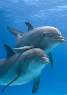 Bottlenose Dolphins - two in water