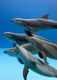 Bottlenose dolphins - underwater