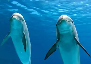 Bottlenose dolphins - underwater
