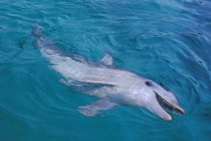 Bottlenose Dolphin - at surface