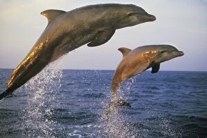 Bottlenosed Dolphin - Jumping from water in late evening