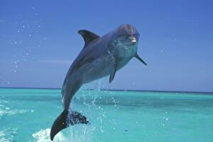 Bottlenosed Dolphin - Leaping from water