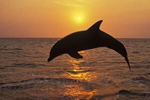 Bottlenosed Dolphin - Leaping out of water at sunset