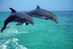 Jumping Prints: Bottlenosed Dolphins - jumping Pacific Ocean off coast of Honduras