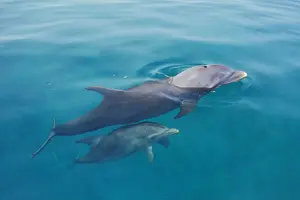 Honduras Prints: Bottlenosed dolphins - mother with young calf