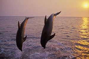 Images Dated 30th January 2005: Bottlenosed dolphins - two off the west coast of Hondurus. Sunset