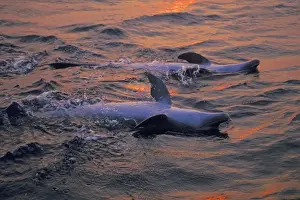 Honduras Prints: Bottlenosed Dolphins - two swim on their backs Pacific Ocean off coast of Honduras. Sunset
