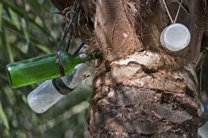 Bottles Gallery: Bottles - collecting sap from palm tree to make wine