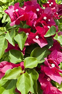 Images Dated 20th August 2012: Bougainvillea