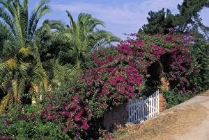 Bougainvillea - Flowering on a gate
