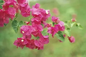 Trinidad Prints: Bougainvillea JLM 18 Trinidad Bougainvillea spectabilis © John Mason / ARDEA LONDON