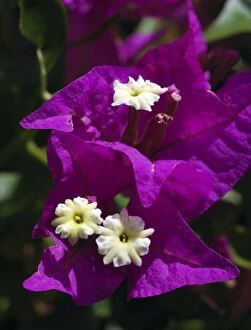Bougainvillea - tropical shrub now widely cultivated