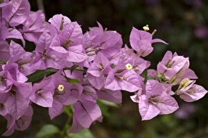Images Dated 1st March 2006: Bouganvillea spectabilis. Costa Rica
