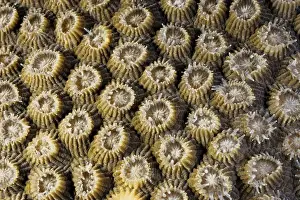Polyp Prints: A boulder coral (Diploastrea heliopora)