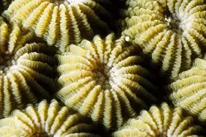 Boulder coral (Diploastrea heliopora). Rib Reef, Great Barrier Reef Marine Park, Queensland, Australia