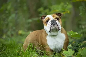 Bouledogue anglais