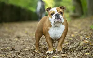 Bouledogue anglais