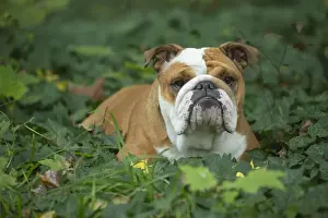 Bouledogue anglais