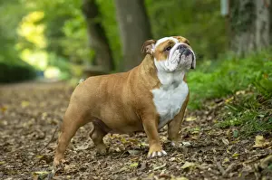 Bouledogue anglais