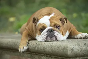 Bouledogue anglais