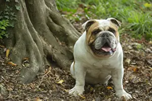 Bouledogue anglais