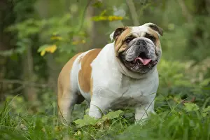 Bouledogue anglais