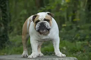 Bouledogue anglais