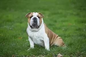 Bouledogue anglais