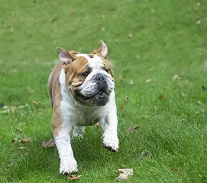 Bouledogue anglais