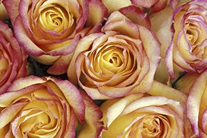 Floral Gallery: Bouquet of roses