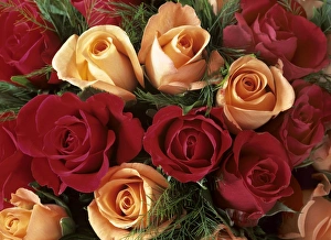Bouquet of Roses - with light pink and read blossoms Bouquet of Roses - with light pink and read blossoms