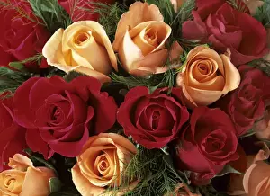 Bunch Prints: Bouquet of Roses with light pink and read blossoms Baden-Wuerttemberg, Germany