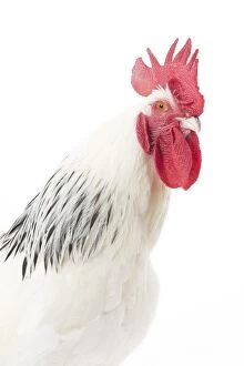 Caruncles Gallery: Bourbonnais Chicken Cockerel / Rooster