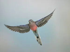 Small Pets Collection: Bourkes parakeet - Male in flight front view