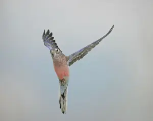 Parakeets Prints: Bourkes Parakeet - Male in flight front view