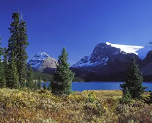 Bow Lake - with willows in autumn colours - Banff National Park - Canada - Alberta