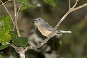 Bowers Shrike-thrush - calling in rainforest