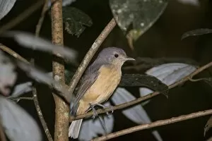 Bowers Gallery: Bower's Shrike-thrush - in rainforest at Malanda