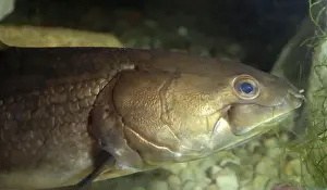 Bowfin - a very ancient type of bony fish - freshwaters - North America