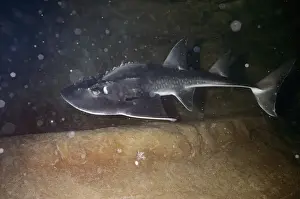 Bowmouth Guitarfish - also known as: Sharkfin Guitarfish, Shark Ray and Mud Skate South West Pacific