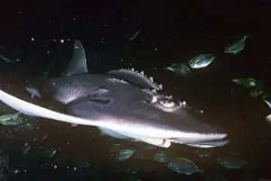 Skates Prints: Bowmouth guitarfish swimming - Also known as: Sharkfin guitarfish