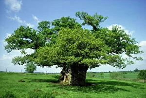 Images Dated 23rd April 2008: Bowthorpe Oak - Oak with greatest girth in UK Bourne, Lincolnshire, UK
