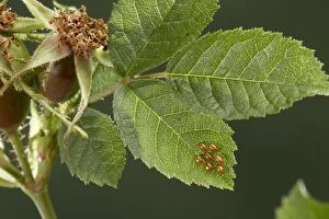Box Bug - eggs on wild rose leaves