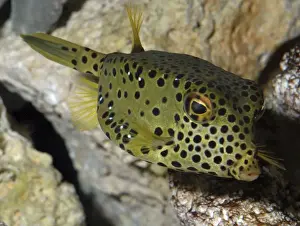 Box fish- tropical marine, Indian Ocean